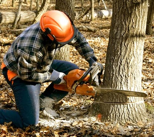 Tree Removal in Edmore, MI